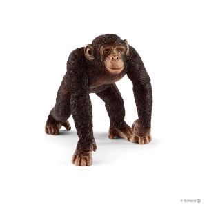 Szympans samiec-14255