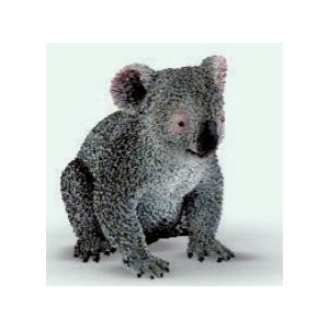 Koala-16571
