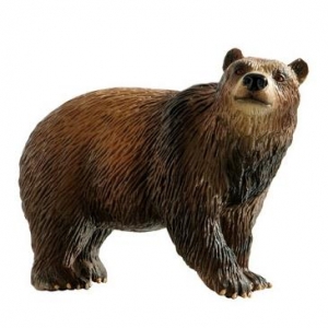 Niedźwiedź brunatny-16597