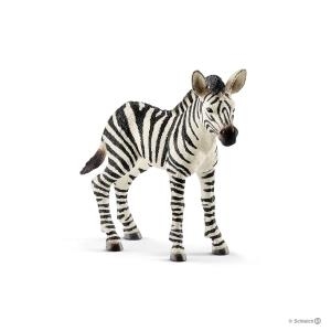 Zebra źrebię-14198